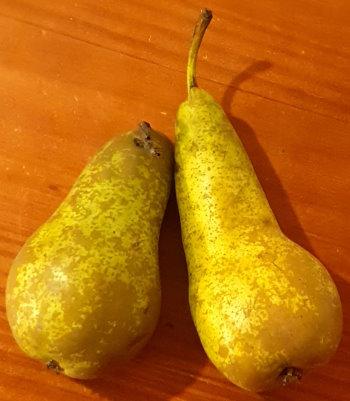 Αχλάδια / Pears / Birne / Poire