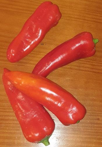Paprika rot spitz