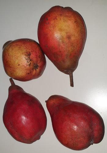 1218b-german-red-pears-2.jpg