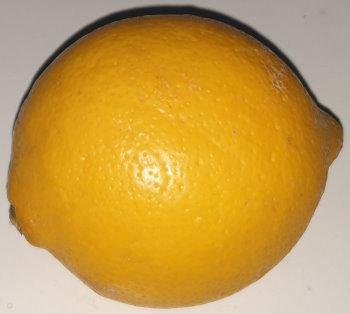 20250224lemon.jpg