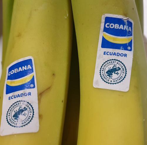 Bananas-Cobana-Ecuador.jpg