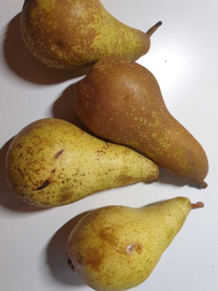 Birnen-ABATE-FETEL.jpg