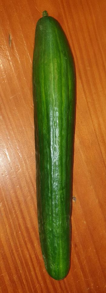Cucumber