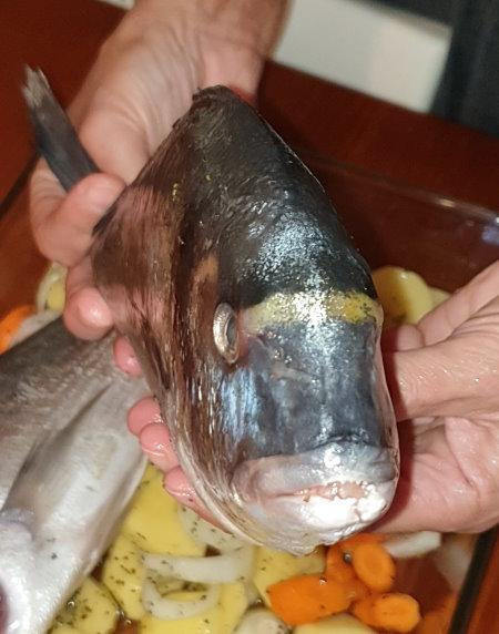 Τσιπούρα / Dorade Royal / Gilt-head bream - Sparus 4