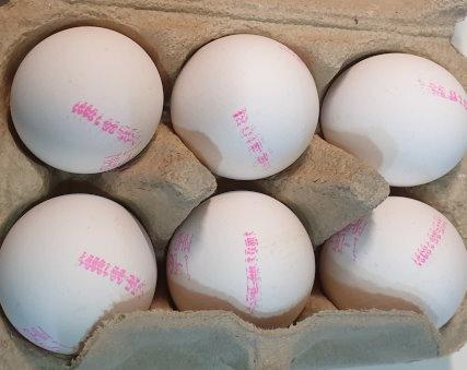 Eggs-White-Size-M-no-chick-killing.jpg