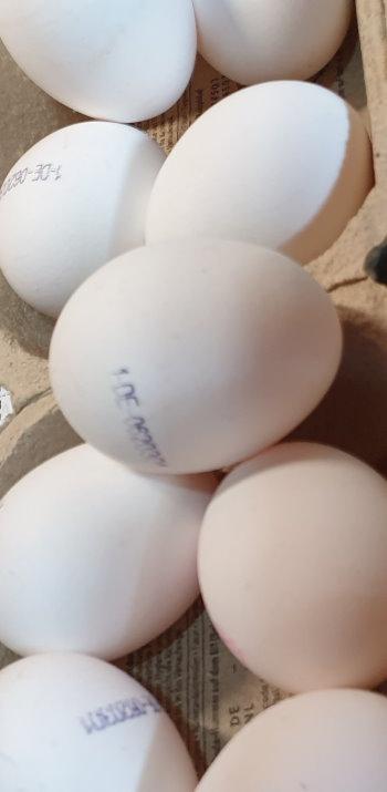 Eggs-White-size-L-d.jpg