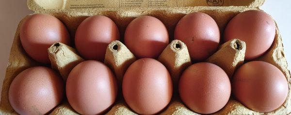 Eier-Brown-Size-L-no-chick-killing-Clausnitzer-REWE-c.jpg