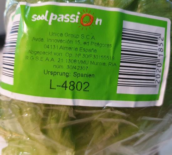 Eisbergsalat-Lettuce-2025-11-29.jpg