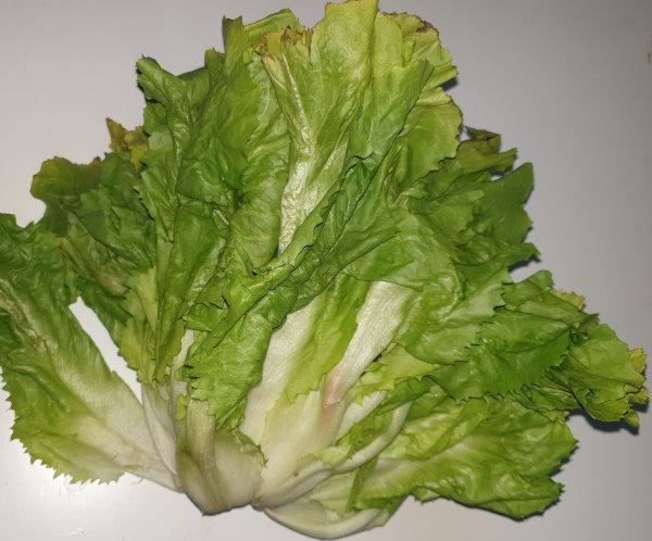 Endiviensalat - Endive