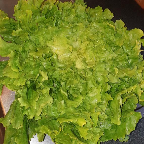 Endiviensalat - Endive 2