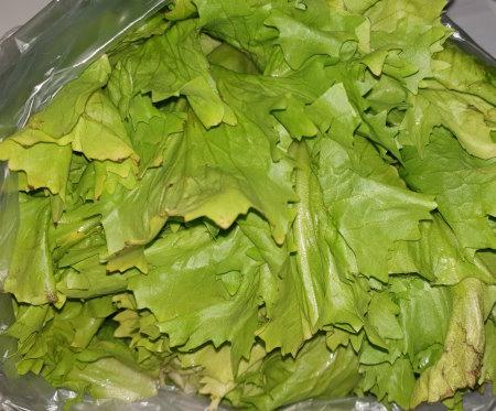 Endiviensalat-Endive-2.jpg