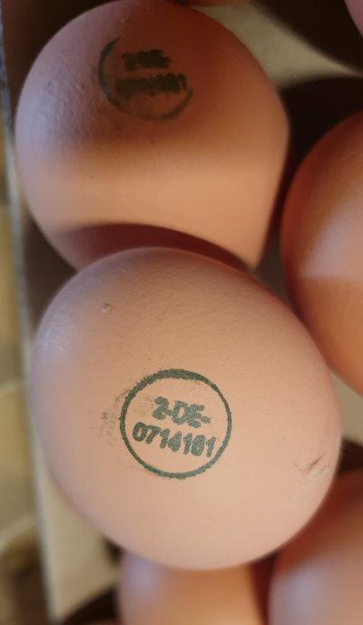 Frische-Eier-10-aus-Bodenhaltung-Friedhelm-Perabo-6.jpg