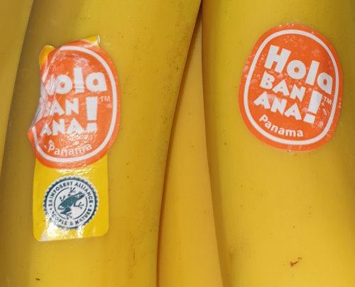Hola-bananas-Panama-1.jpg