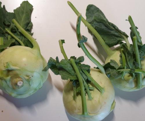 Kohlrabi - German turnip - κουλούμπρα/λαχανόριζα 2