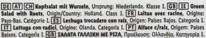 Kopfsalat-mit-Wurzel-ORG.jpg