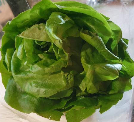 Kopfsalat-mit-Wurzel.jpg