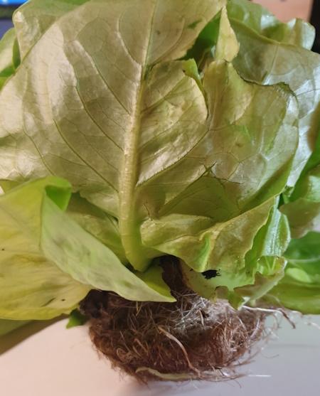Kopfsalat 2