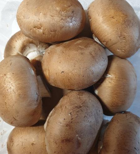 Kulturchampignons-Braun-aus-dem-Rhein-Main-Gebiet-3.jpg