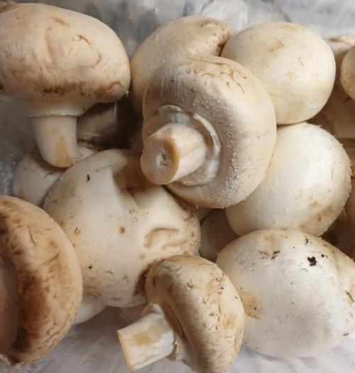 White Cultivated 2