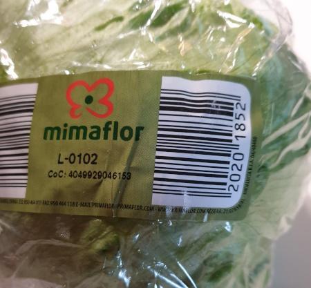 Lettuce-Iceberg-Eisbergsalat-2.jpg