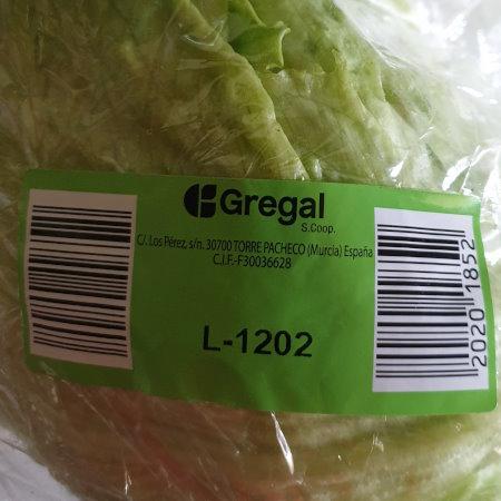 Lettuce Iceberg - Eisbergsalat 2