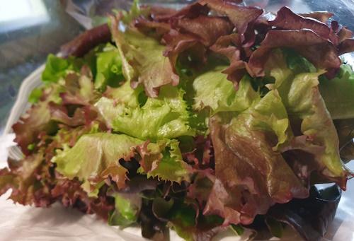 Multicolorsalat