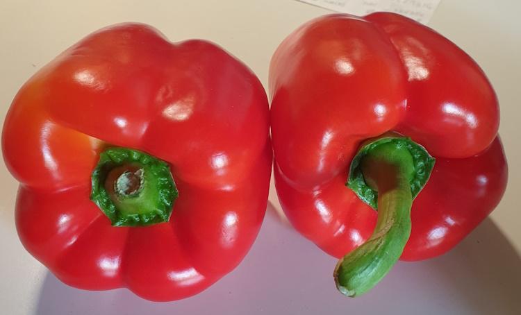 Paprika-rot-3.jpg
