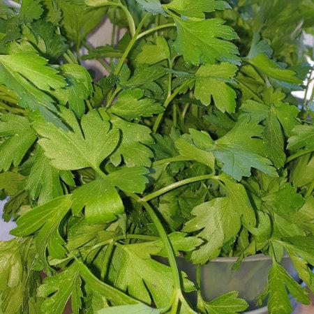 Parsley, Petersilie, Μαϊντανός