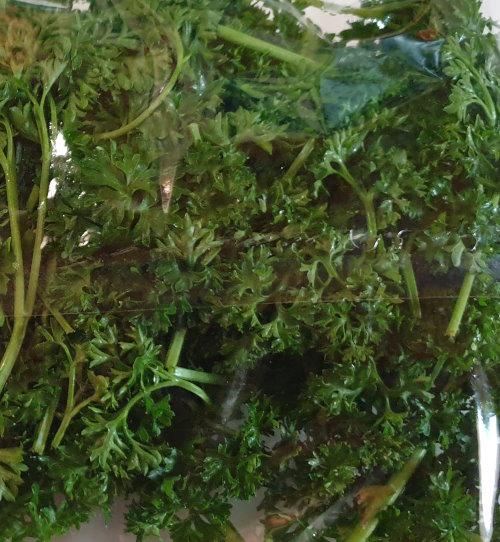 Parsley-Petersilie-Kraus-aus-Italien-3.jpg