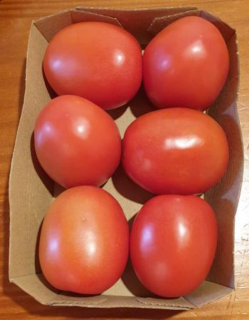 Tomaten Roma