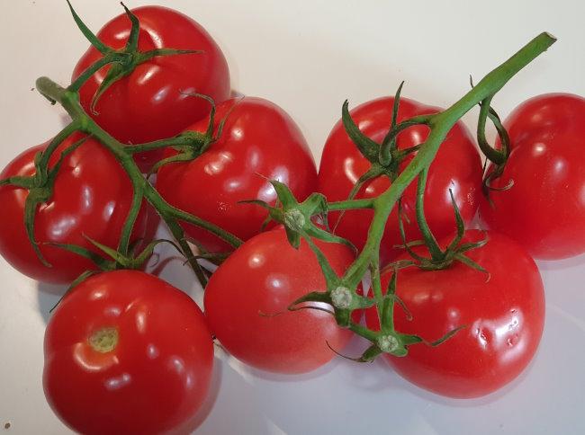 Strauch-Tomaten-164g-kotsania.jpg