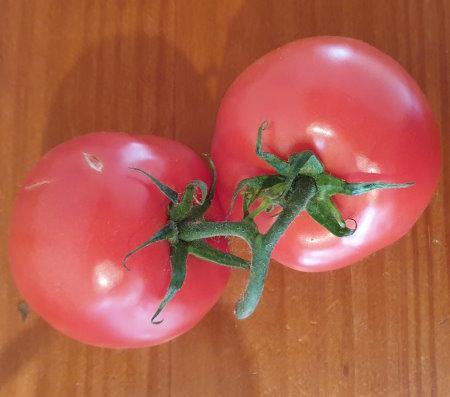 Tomatoes 4