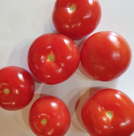 Strauch-Tomaten.jpg