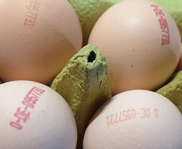 Tinted-Bio-Eggs-ORG2.jpg