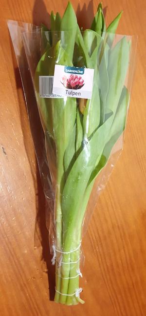 Tulpen