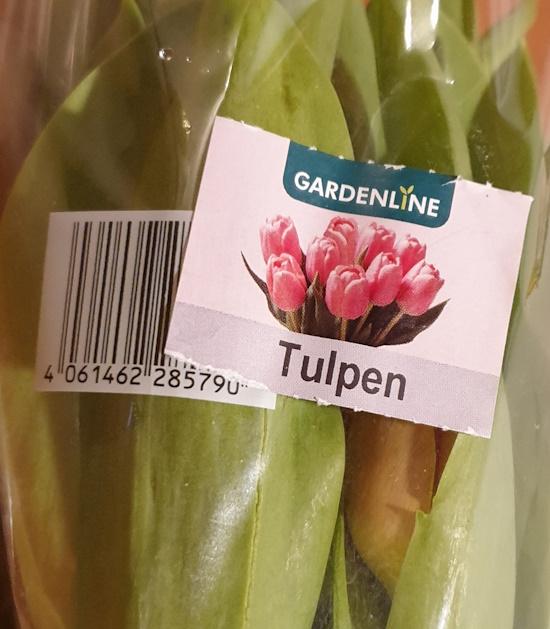 Tulpen 2