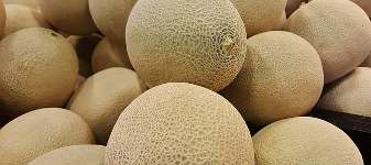 Cantaloupe