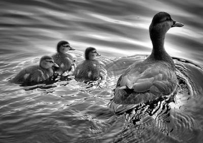 duck with ducklings