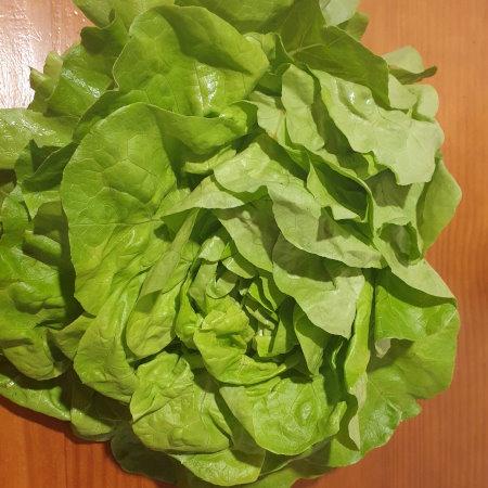 Kopfsalat