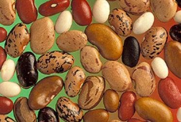 Beans dried