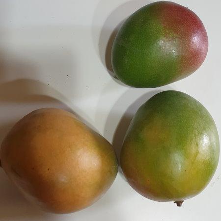 Mango 2
