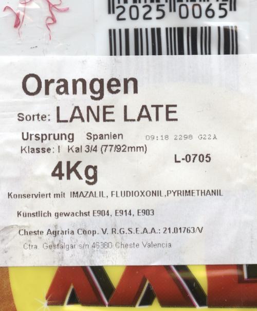 oranges-xxl-2026-02-19.jpg