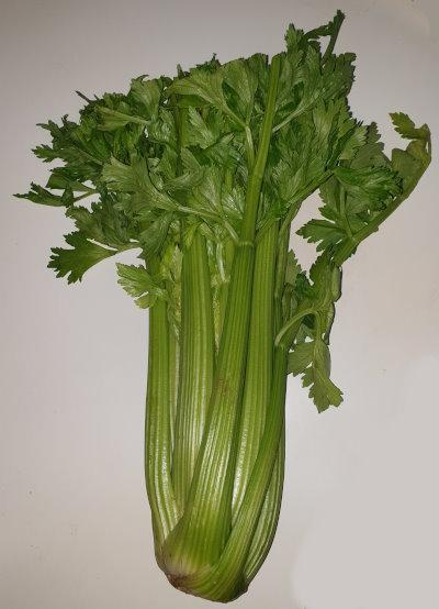 Celery, Staudensellerie 2