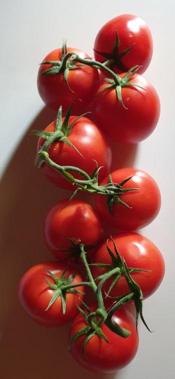 strauch-tomaten-1.jpg