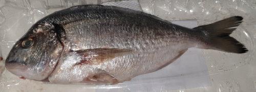 Fresh Fish